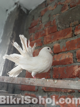 Lakha pigeon